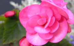 Pink, green, nature, it's all good.