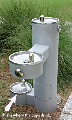 DoggyFountain