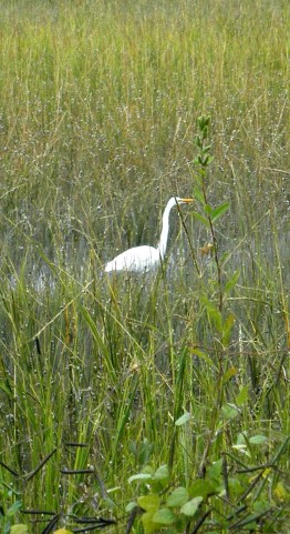 An egret in the marsh.