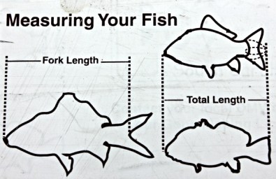 How to legally measure a fish.