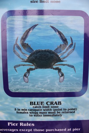 This is not Buster, the Body Crab.  This is a crab that I can catch with nets.  Here, where I live.  