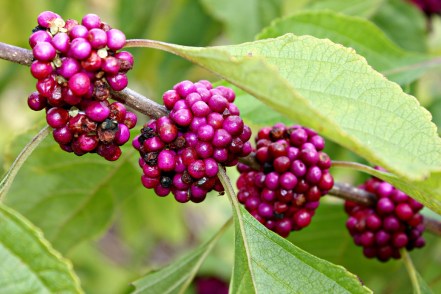 The reason why decorators choose solferino and chartreuse. (i.e., purple and green.)