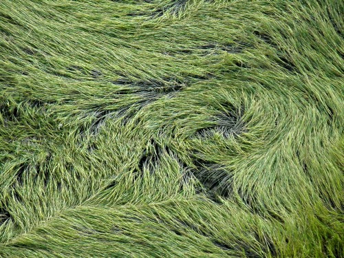 “My alphabet starts with this letter called yuzz. It’s the letter I use to spell yuzza-ma-tuzz. You’ll be sort of surprised what there is to be found once you go beyond ‘Z’ and start poking around!” – Dr. Seuss. I found some marsh grass that looked like green hair.  Oh, the places I go.