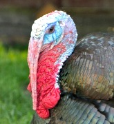 Carancle, snood and wattle -- it's all in the head area.