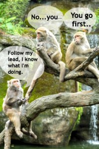 Monkey See Monkey Do