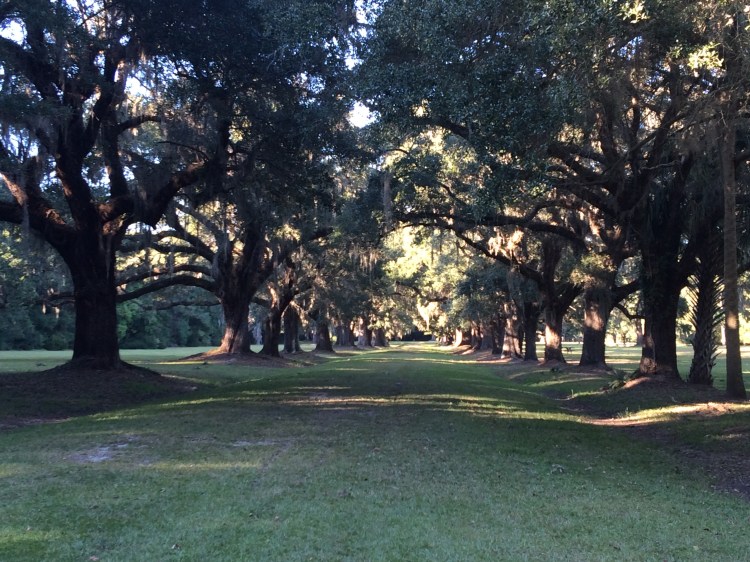 This is a road that many people have walked.  I'm talking generations--hundreds of years.  They call them Oak Alleys where I am.