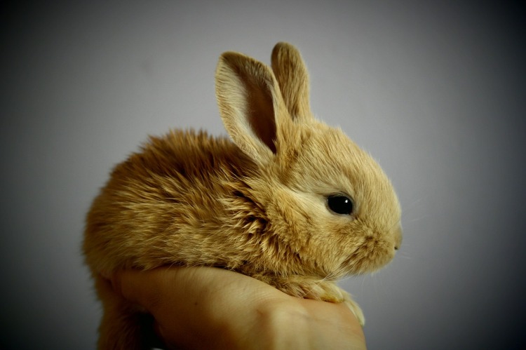 I put this bunny picture in here because it's so freaking cute. It makes me happy. Hope it affects you the same way.
