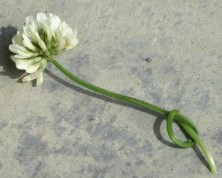 A string of clover flowers, bound by love.