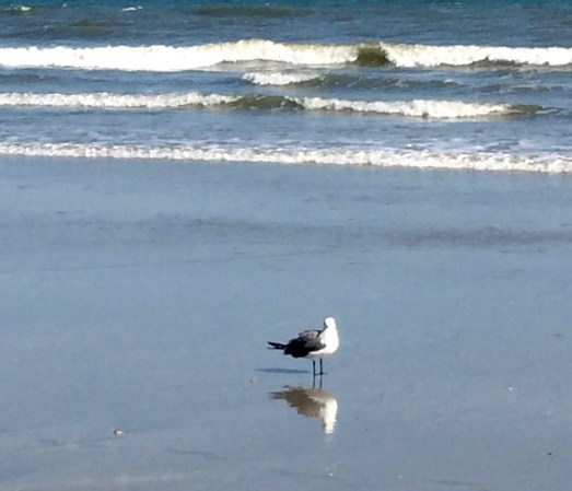 Sunshine on my shoulder and on this bird makes me and him happy. During the holidays or anytime, really.